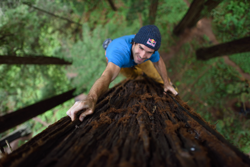 Illustration for article titled Watch This Guy Free Climb A Giant Redwood